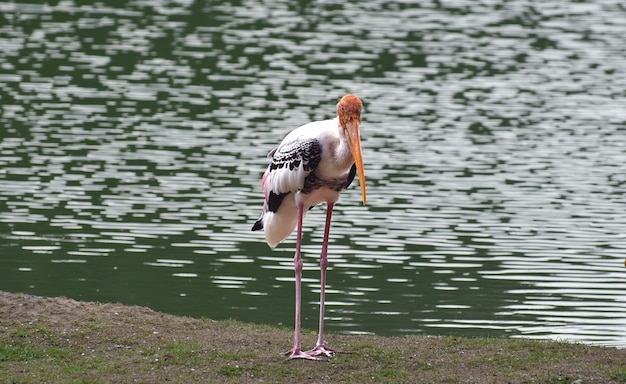 Ptaki to ptaki, których w zoo jest wiele.