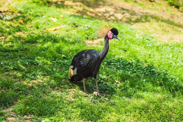 Ptaki Ugandy Żuraw koronowany