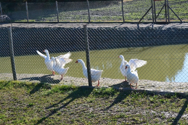 Zdjęcie ptaki w klatce