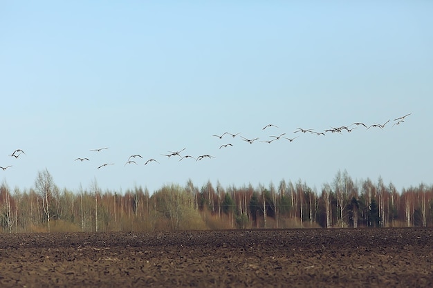 ptaki wędrowne stado gęsi w terenie, krajobraz sezonowe wędrówki ptaków, polowania