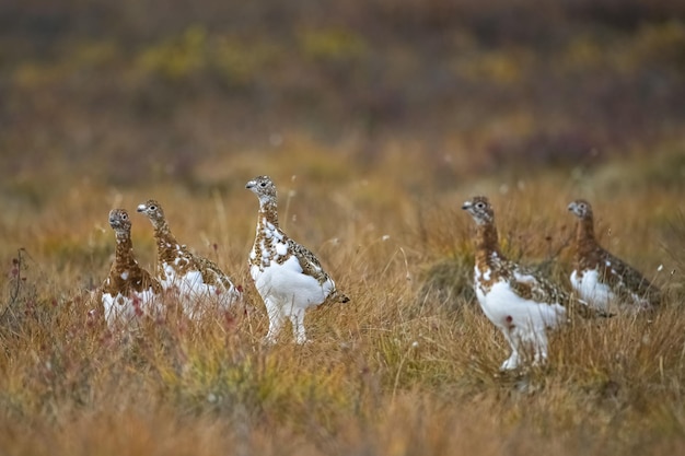 Ptaki Willow Ptarmigan W Tundrze Na Jukonie