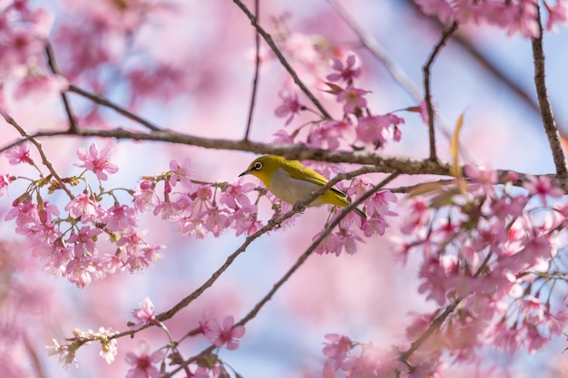 Zdjęcie ptasi pije nektar na sakura kwiacie