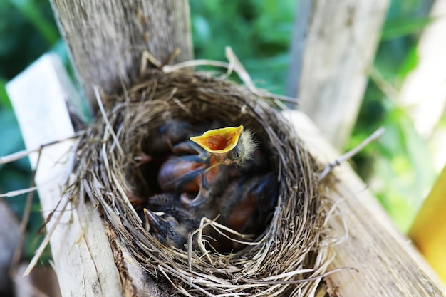 Ptasie gniazdo z potomstwem wczesnym latem Jaja i pisklęta małego ptaka Szpak Karmi pisklęta