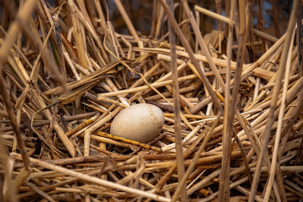 Zdjęcie ptasie jajo w gnieździe na wolności