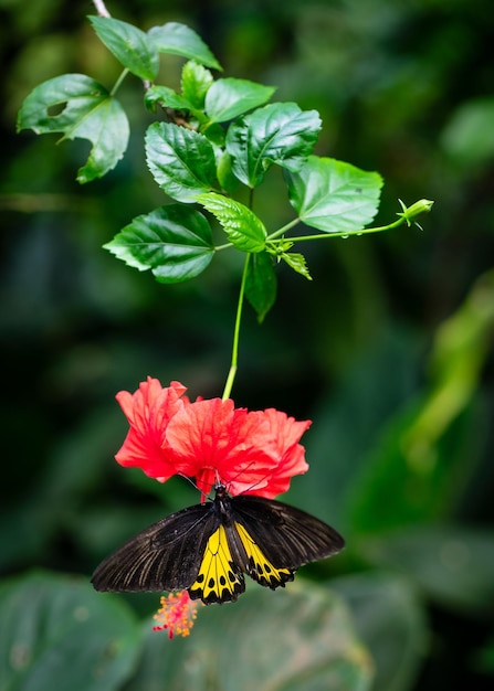 Zdjęcie ptasie skrzydła na kwiacie hibiskusa w ogrodzie