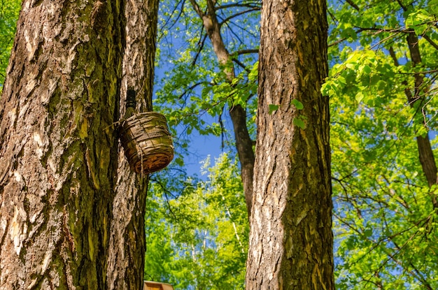 Ptaszarnia dla ptaków na drzewie.