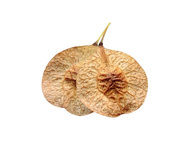 Ptelea trifoliata powszechny hoptree jest używany jako przyprawa i ziołowe lekarstwo na różne choroby