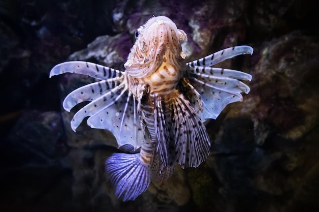 Pterois mile brązowa lionfish zebra unosząca się w górę