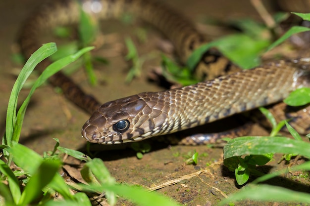 Ptyas mucosa, orientalny wąż szczura, indyjski wąż szczura w dzikiej przyrodzie