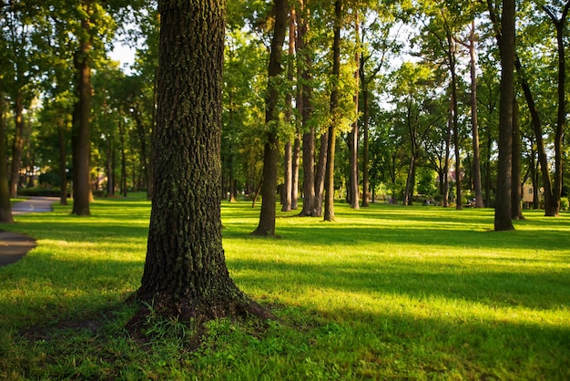 Publiczny park z zielonym trawnikiem i drzewami, oświetlony słońcem.