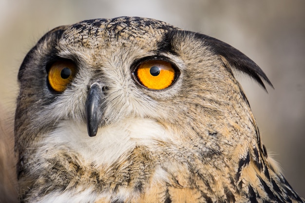 Puchacz duży Bubo bubo