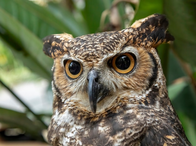 Puchacz zwyczajny (Bubo virginianus), znany również jako sowa tygrysia lub sowa, to duża sowa pochodząca z obu Ameryk.