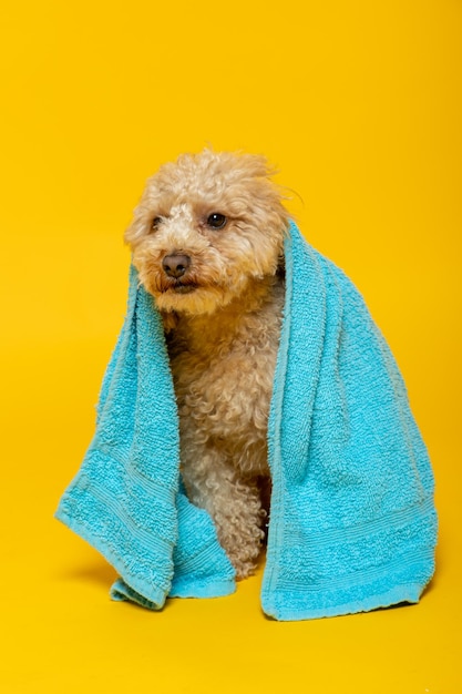 Pudel pies z ręcznikiem na głowie na żółtym tle