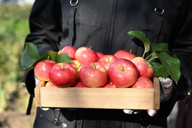 pudełko świeżych jabłek na drewnianym stole w ogrodzie