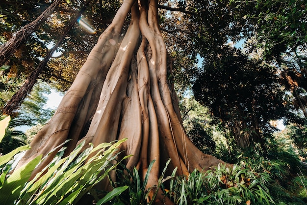 Puerto De La Cruz, Teneryfa, Islas Canarias, Gran Rbol De Ficus En El Jard N Bot Nico.