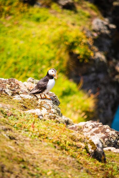 Puffin na wyspie Skomer