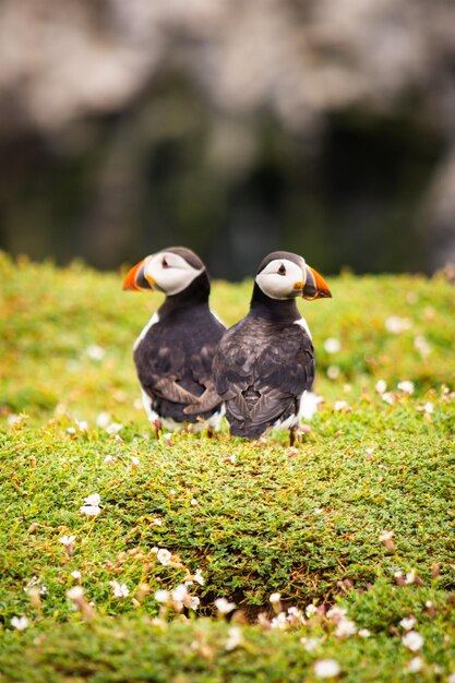 Zdjęcie puffin w kwiatach i trawie na wyspie skomer