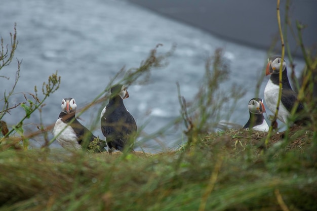 Zdjęcie puffins islandia