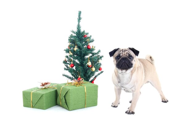 Pug z choinką i prezentami na białym