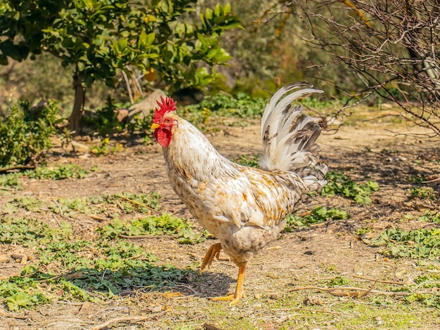 Pulchny kogucik na farmie