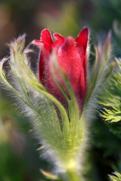 Pulsatilla pratensis Burgund Zbliżenie pąków kwiatowych Sasanka wschodnia krokusy preriowe i anemon mątwy bordowe kwiaty pokryte drobnymi włoskami Pierwsze wiosenne kwiaty Makro