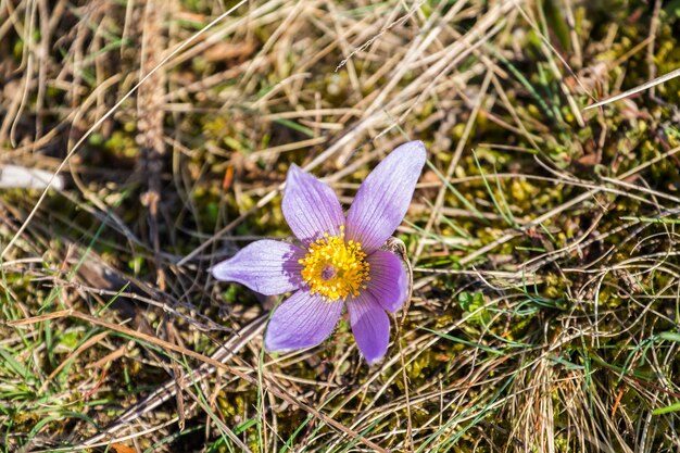 Pulsatilla pratensis