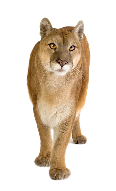 Puma (17 Lat) - Puma Concolor Na Białym Tle