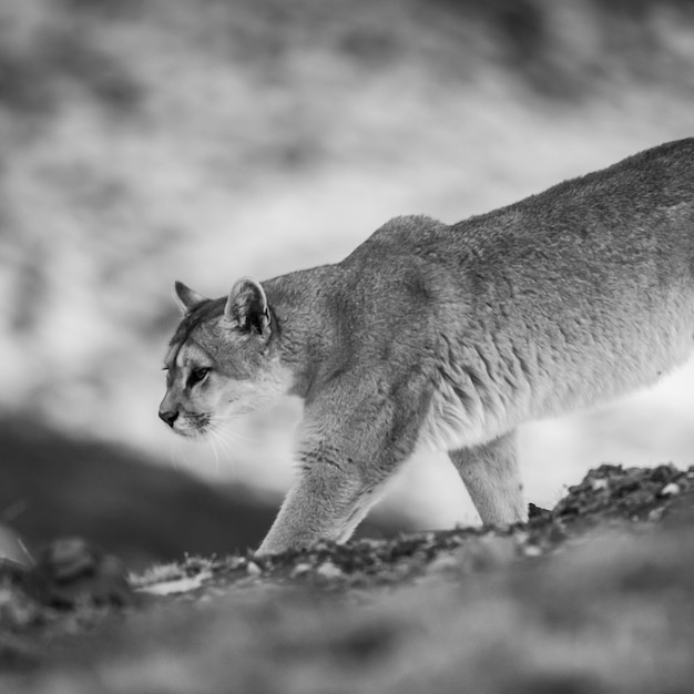 Puma spaceru w środowisku górskim Park Narodowy Torres del Paine Patagonia Chile