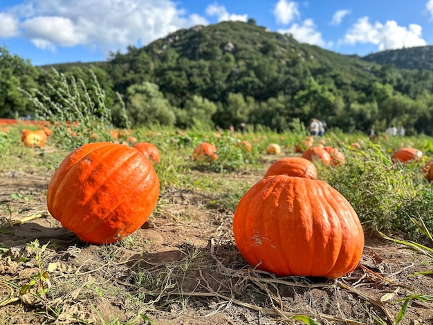 Zdjęcie pumpkin patch świeże pomarańczowe dyni na polu rolniczym wiejskie krajobrazy dyni rosnące na polu