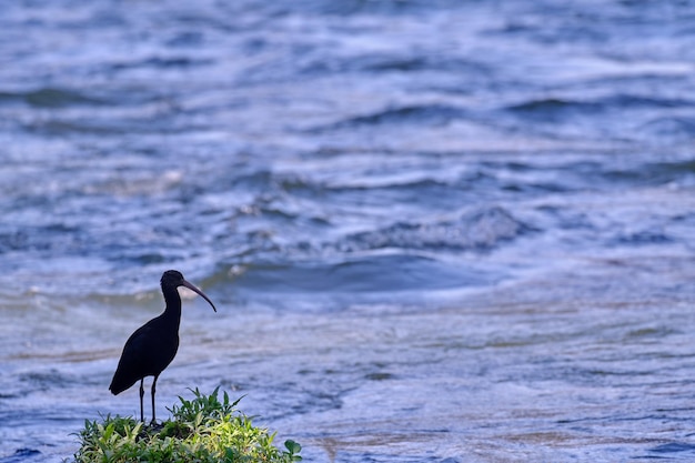 Puna Ibis Plegadis ridgwayi