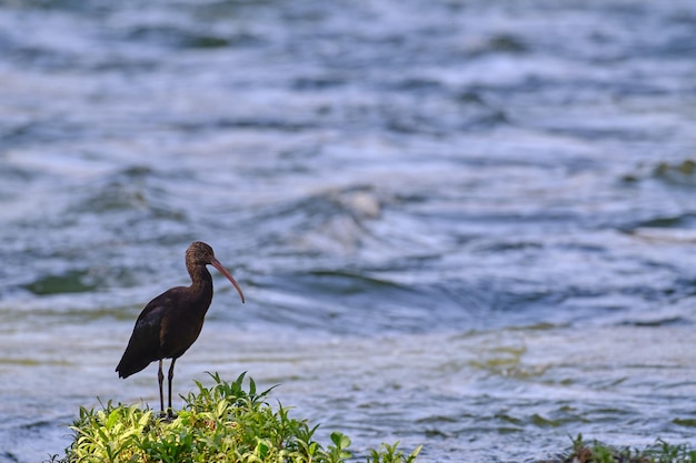 Puna Ibis Plegadis ridgwayi