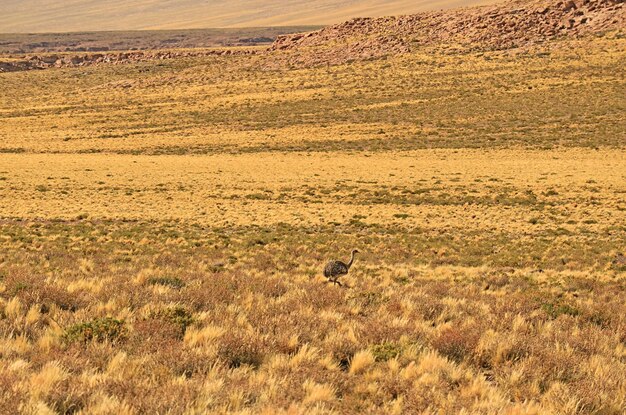 Puna Rhea lub Rhea Tarapacensis Ptak na pustyni Atacama Chile
