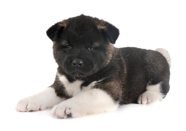 Puppy American Akita