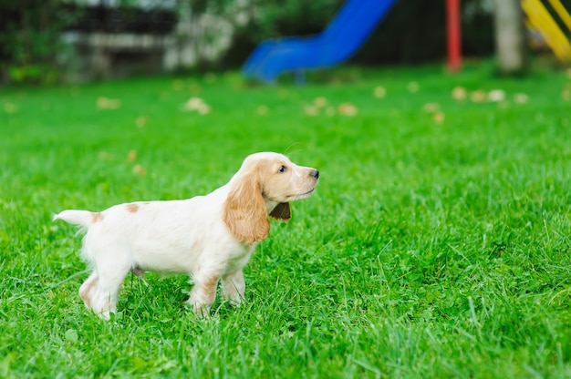 Puppy American Cocker Spaniel