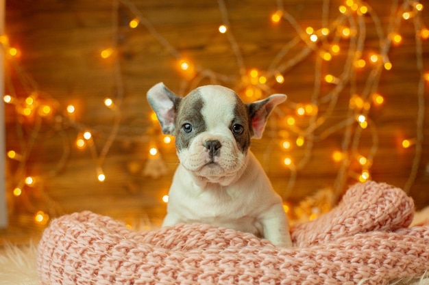 Puppy buldog francuski na Boże Narodzenie zabawki Choinka Christmas