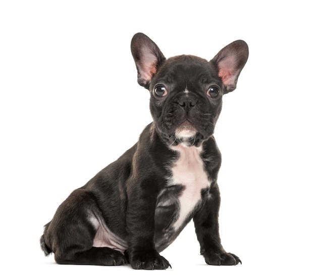 Puppy Buldog francuski puppy siedzi, na białym tle