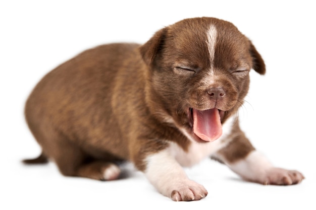 Puppy Chihuahua śmieszne ziewanie na na białym tle.