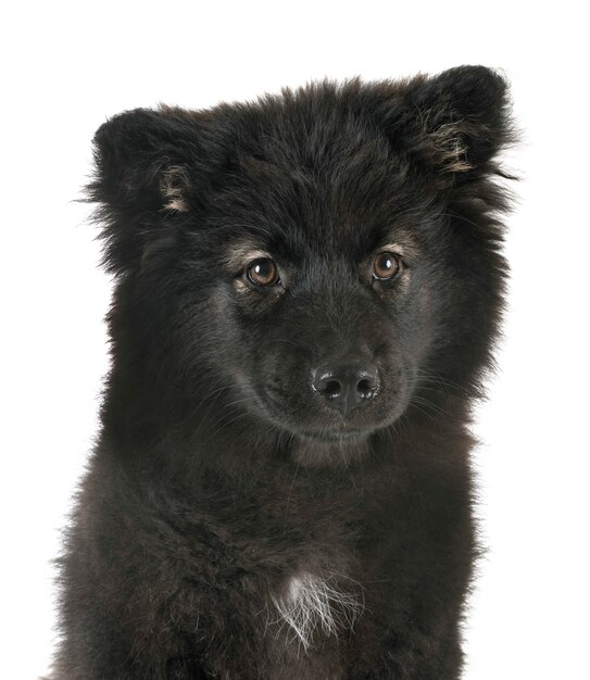 Puppy Fiński Lapphund W Studio