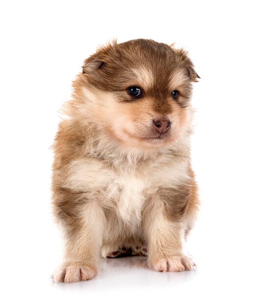 Puppy Fiński Lapphund w studio