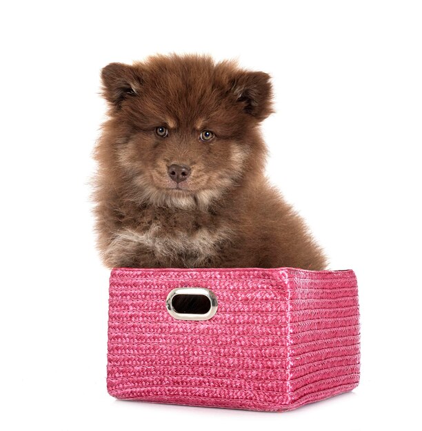 Puppy Fiński Lapphund w studio