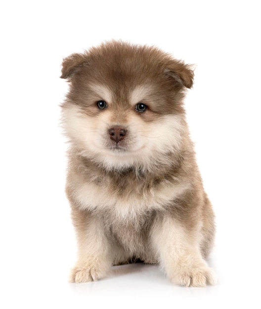 Puppy Fiński Lapphund w studio