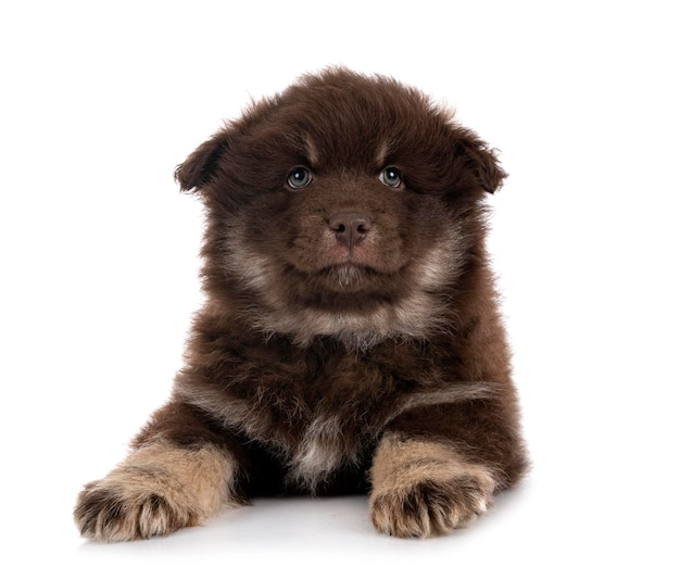 Puppy Fiński Lapphund w studio