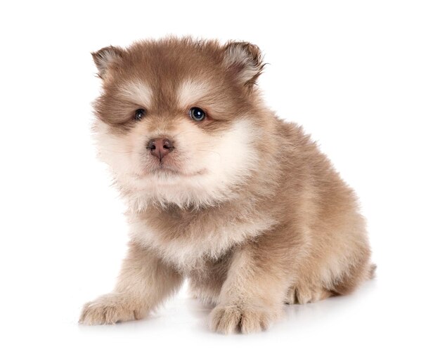 Puppy Fiński Lapphund w studio