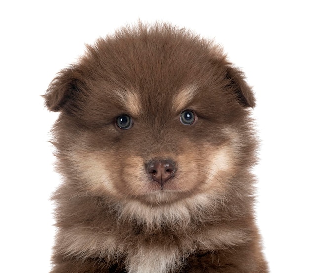 Puppy Fiński Lapphund w studio