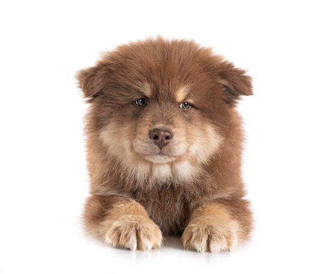 Puppy Fiński Lapphund w studio