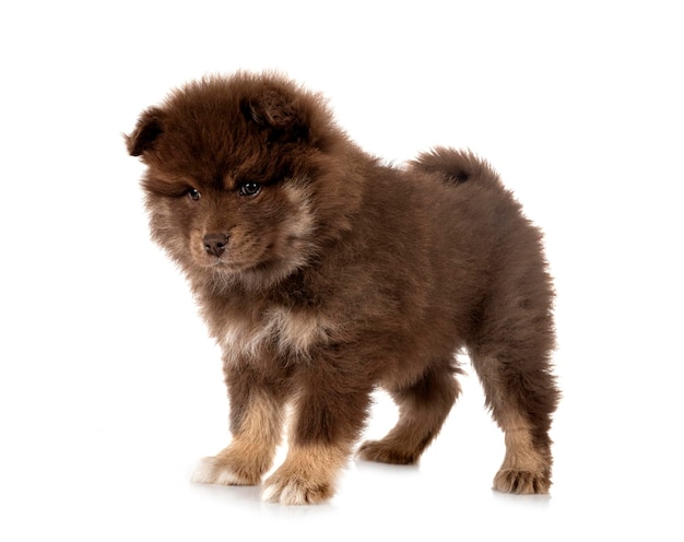 Puppy Fiński Lapphund w studio