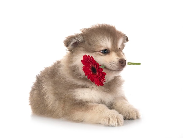 Puppy Fiński Lapphund w studio