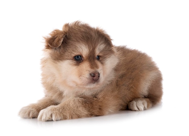 Puppy Fiński Lapphund W Studio