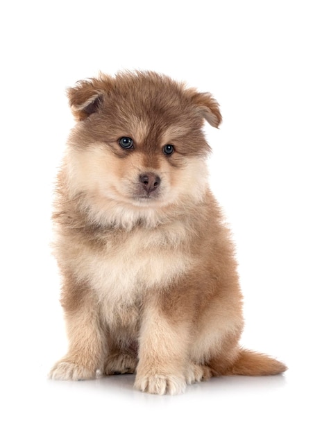 Puppy Fiński Lapphund w studio