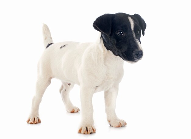 puppy jack russel terrier